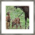Moose Cow With Twin Calves Framed Print