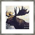 Moose Diorama Framed Print