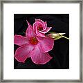 Morning Beauty - Mandevilla Framed Print