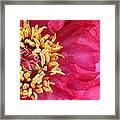 Morning Bloom Framed Print