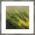 Morning Dew Drops Framed Print