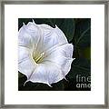 Morning Glory Framed Print