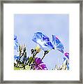 Morning Glory Flowers Framed Print