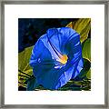 Cold Morning Light Framed Print