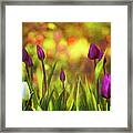 Morning Has Broken Framed Print