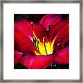 Morning Heat Framed Print