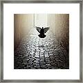 Morning Impression With A Dove Framed Print