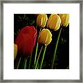 Morning Light Framed Print