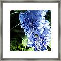 Morning Lilac Framed Print