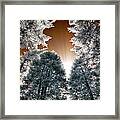 Morning Sun And Pines Framed Print