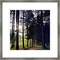 Morning Walk Framed Print