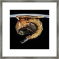 Mosquito Pupa Framed Print