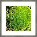 Moss Framed Print