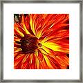 Mostly Orange Dahlia Flower Framed Print