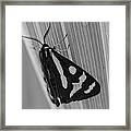 Moth Bw Macro Framed Print