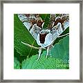 Moth Front Framed Print