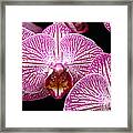 Moth Orchid Patterns Framed Print