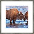 Mother And Calf Bison In The Lamar River In Yellowstone National Park Framed Print