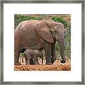 Mother And Calf Framed Print