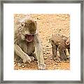 Mother And Child Macaque Framed Print