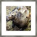 Mother And Child Moose Framed Print