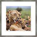 Mother And Lion Cubs Framed Print