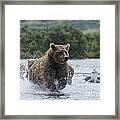 Mother Brown Bear Chasing After Salmon Framed Print