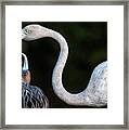 Mother Flamingo With Chick Framed Print