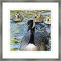 Mother Goose And Brood Framed Print