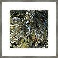 Mother Nature's Christmas Decorations - Pine Tree Branches Framed Print