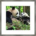 Mother Panda And Her Cub Framed Print