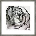 Mother Rose Framed Print