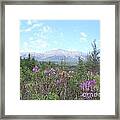 Mount Katahdin And Wild Flowers Framed Print