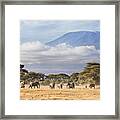 Mount Kilimanjaro Amboseli Framed Print