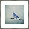 Mountain Blue Bird Framed Print