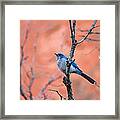 Mountain Blue Bird Framed Print