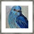Mountain Bluebird Framed Print