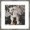 Mountain Goat Kid Standing On A Boulder Framed Print