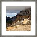 Mountain Goats On Timpanogos Framed Print