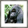 Mountain Gorilla And Infant Framed Print