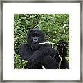 Mountain Gorilla Eating Wild Celery Framed Print