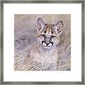 Mountain Lion Cub In Dry Grass Framed Print