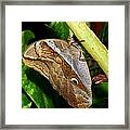 Mournful Owl Butterfly Framed Print