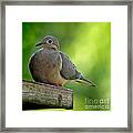 Mourning Dove At Feeder Framed Print