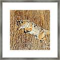 Mousing Coyote Framed Print