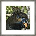 Moustached Guenon Framed Print