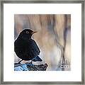 Mr Blackbird And The Peanuts Framed Print