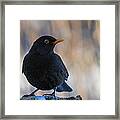 Mr Blackbird And The Peanuts V Framed Print