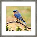 Mr. Bluebird Framed Print