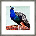 Mr. Peacock Framed Print